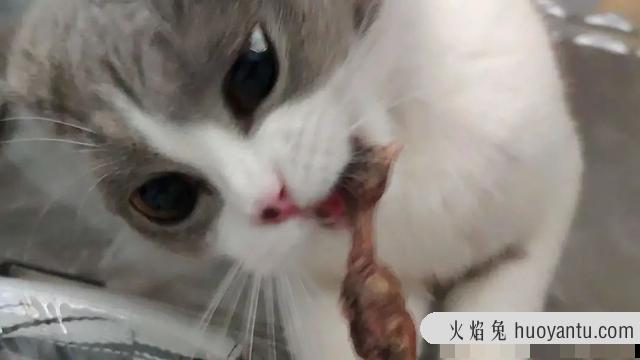 猫能吃鸡骨头吗(猫吃了鸡骨头怎么补救)