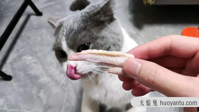 猫能吃鸡骨头吗(猫吃了鸡骨头怎么补救)