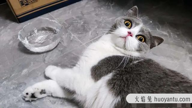 猫能吃鸡骨头吗(猫吃了鸡骨头怎么补救)