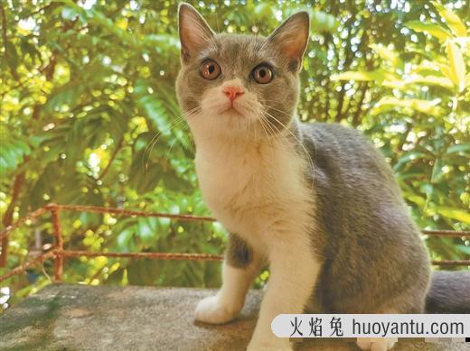 猫癣会传染人吗(猫癣传染人用什么药)