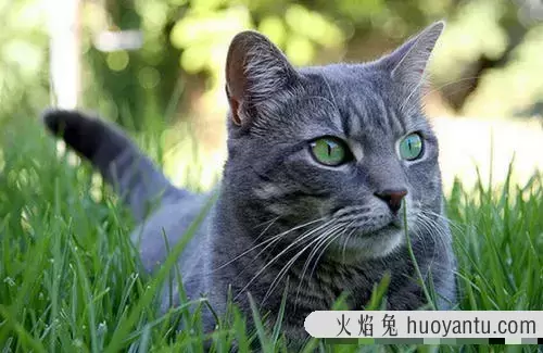 猫咪是近视眼吗(猫的眼睛是近视吗)