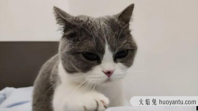 猫咪到底会不会笑(猫咪也会笑吗)