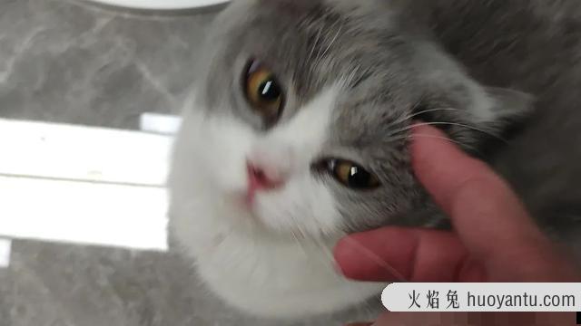 猫咪到底会不会笑(猫咪也会笑吗)