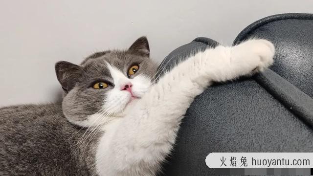 猫咪到底会不会笑(猫咪也会笑吗)