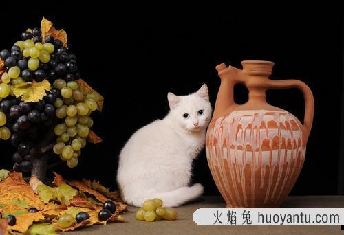 猫咪为什么不能吃葡萄(猫咪不能吃葡萄的原因)