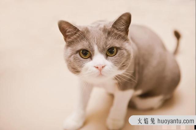 猫难产的几率大吗(猫咪难产的几率有多大)