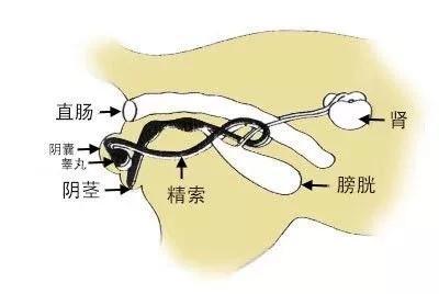 不出门的公猫需要绝育吗(不接触母猫的公猫要绝育吗)