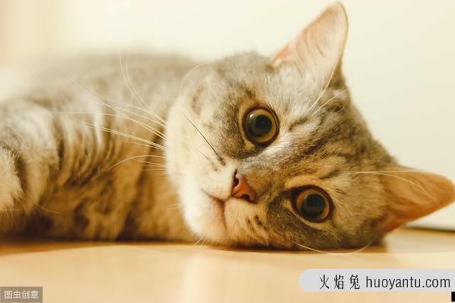 不出门的公猫需要绝育吗(不接触母猫的公猫要绝育吗)