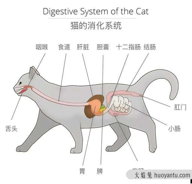 猫咪可以吃狗粮吗(猫咪能不能吃狗粮)