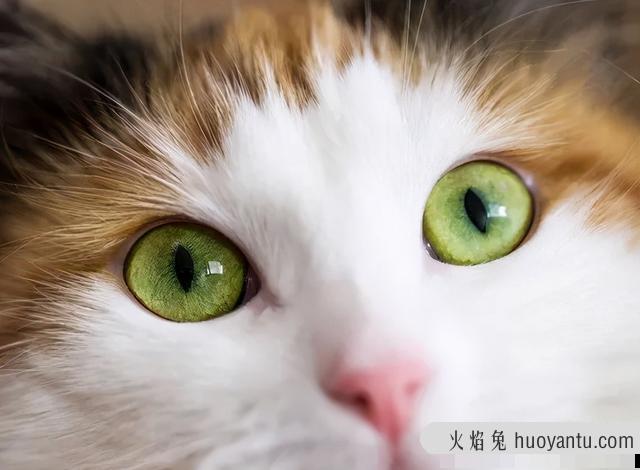 猫咪可以吃狗粮吗(猫咪能不能吃狗粮)