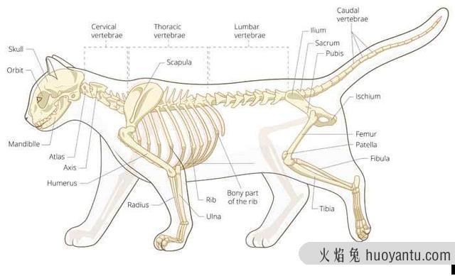 猫为啥爱喝纯牛奶咋回事(猫为什么喜欢喝纯牛奶)