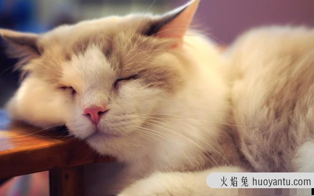 最长寿的猫能活多少年(猫的寿命最长能活几年)