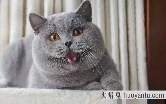 最长寿的猫能活多少年(猫的寿命最长能活几年)