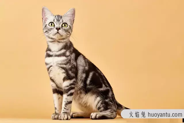 最长寿的猫能活多少年(猫的寿命最长能活几年)