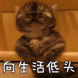 猫会屈服于暴力吗(猫会屈服于暴力吗为什么)