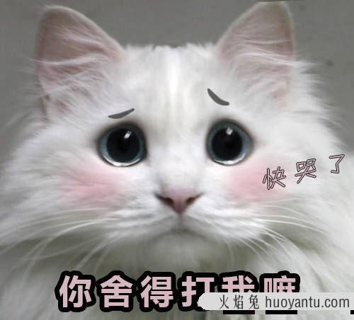 猫会屈服于暴力吗(猫会屈服于暴力吗为什么)