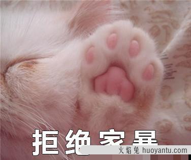 猫会屈服于暴力吗(猫会屈服于暴力吗为什么)