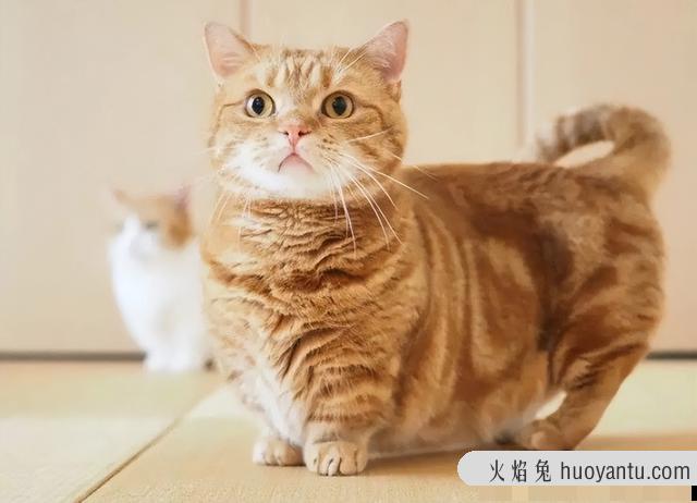 矮脚猫后期有什么病(矮脚猫会得什么病)