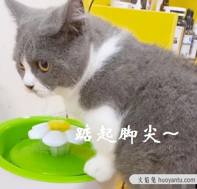 矮脚猫后期有什么病(矮脚猫会得什么病)