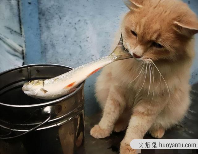 猫可以吃煮熟的猪肉吗(猫能吃煮熟的猪肉吗)