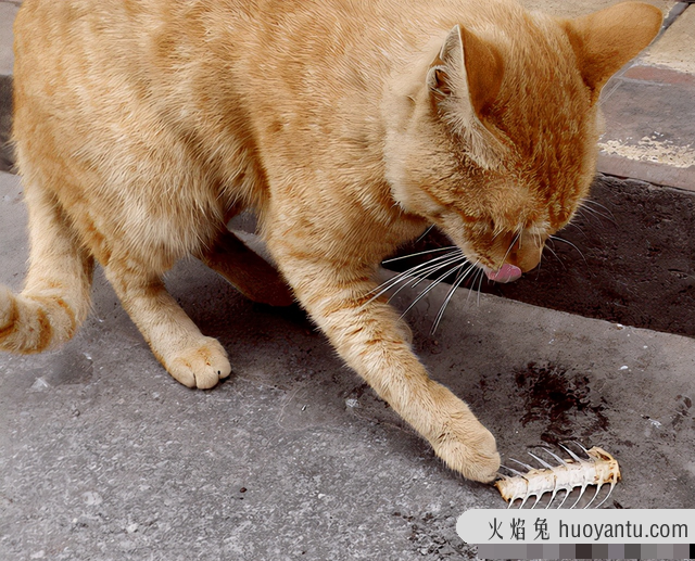 猫可以吃煮熟的猪肉吗(猫能吃煮熟的猪肉吗)