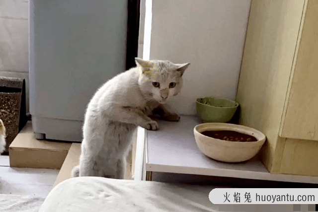 猫可以吃煮熟的猪肉吗(猫能吃煮熟的猪肉吗)