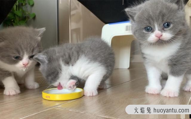 猫可以吃煮熟的猪肉吗(猫能吃煮熟的猪肉吗)