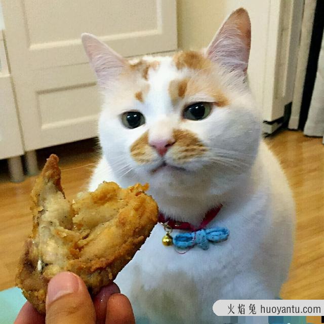 猫可以吃煮熟的猪肉吗(猫能吃煮熟的猪肉吗)