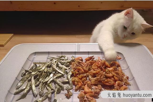 猫可以吃煮熟的猪肉吗(猫能吃煮熟的猪肉吗)