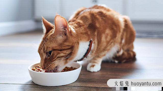 猫可以吃煮熟的猪肉吗(猫能吃煮熟的猪肉吗)