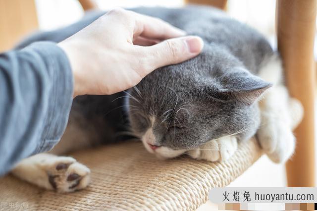 猫咪主动蹭你但不让抱怎么办(猫咪蹭你但是不让抱)