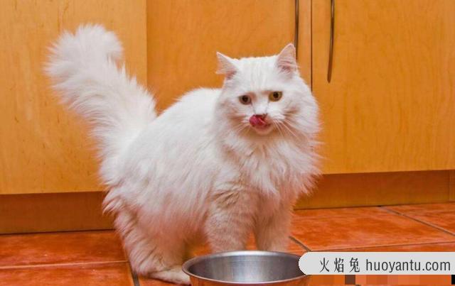 猫放屁很臭是什么原因(猫放屁正常吗)