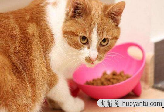 猫放屁很臭是什么原因(猫放屁正常吗)