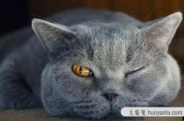 蓝猫和银渐层配出来是什么品种(蓝猫和银渐层配出什么猫)