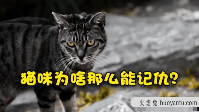 猫对主人的记忆有多久(猫知道自己换主人了吗)