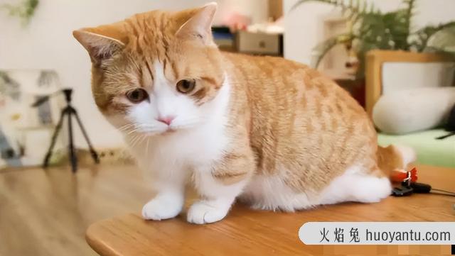 猫对主人的记忆有多久(猫知道自己换主人了吗)