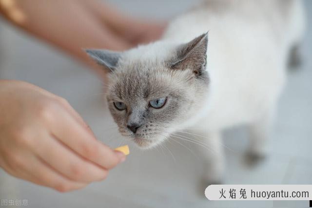 科学喂养猫一天几顿(猫需要一天喂几顿)