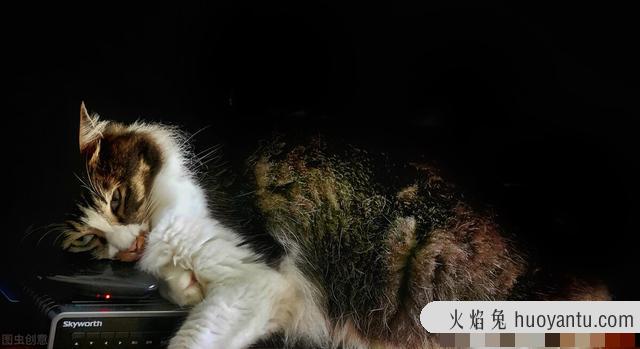 科学喂养猫一天几顿(猫需要一天喂几顿)