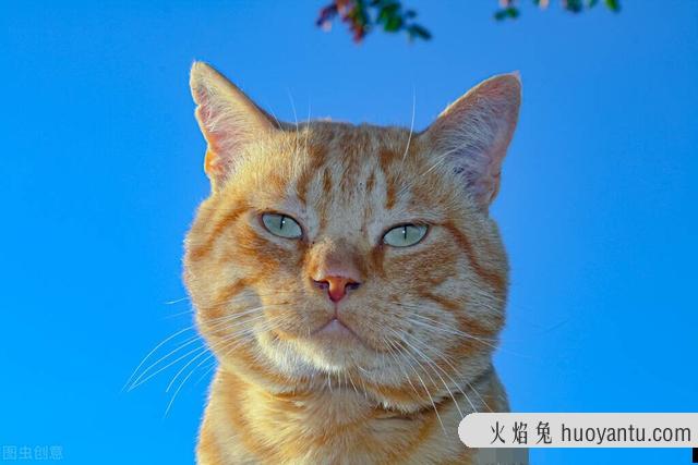 科学喂养猫一天几顿(猫需要一天喂几顿)