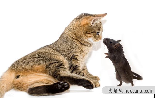 科学喂养猫一天几顿(猫需要一天喂几顿)