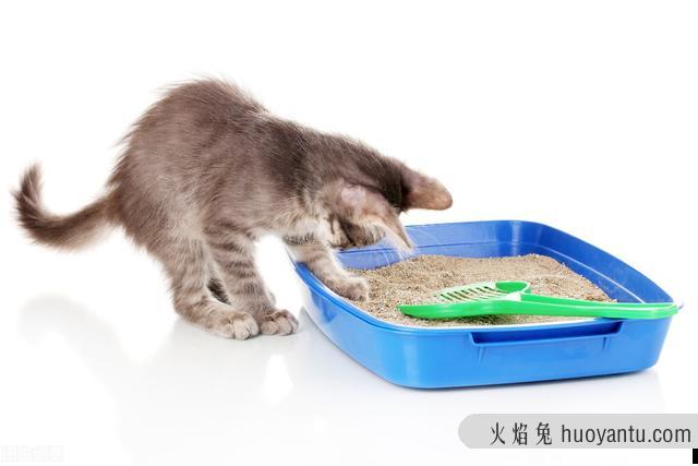 猫便秘怎么办快速治疗(猫便秘了怎么治疗)