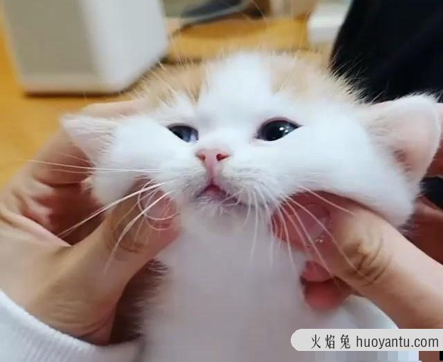 吸猫到底是对猫干嘛(吸猫是对猫做什么)