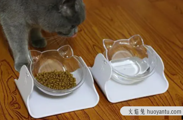 猫咪突然不活跃总是睡(猫咪突然没精神总睡觉)