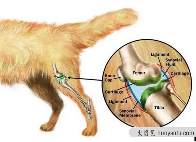 猫咪突然不活跃总是睡(猫咪突然没精神总睡觉)