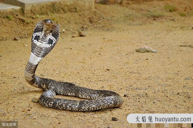 蛇真的咬不到猫吗(蛇为何咬不到猫)