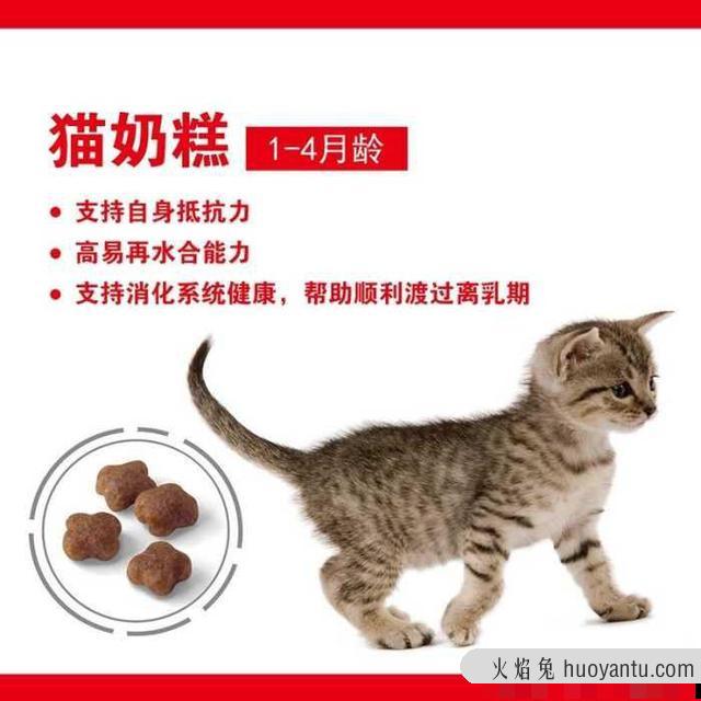 刚生出来的小猫多久断奶(刚生下来的小猫多久断奶)