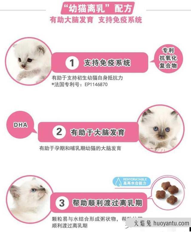 刚生出来的小猫多久断奶(刚生下来的小猫多久断奶)