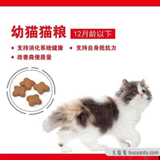 刚生出来的小猫多久断奶(刚生下来的小猫多久断奶)