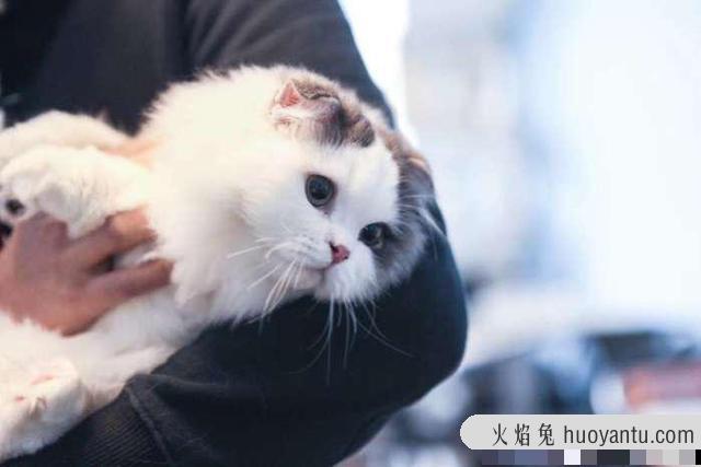 刚生出来的小猫多久断奶(刚生下来的小猫多久断奶)