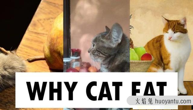 猫咪特别爱吃水果正常吗(猫咪特别喜欢吃水果)